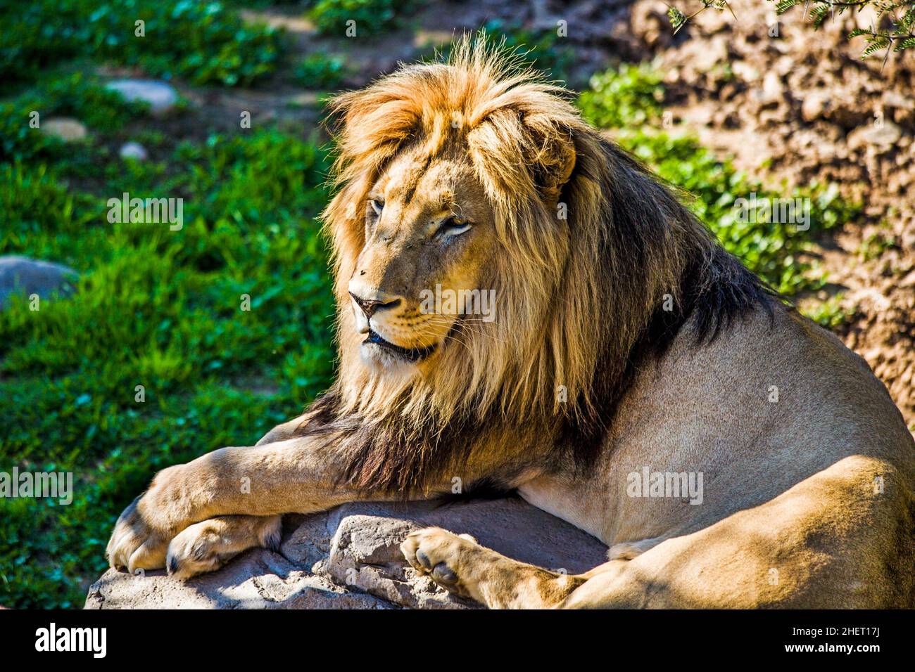 Male south african lion hi-res stock photography and images - Alamy