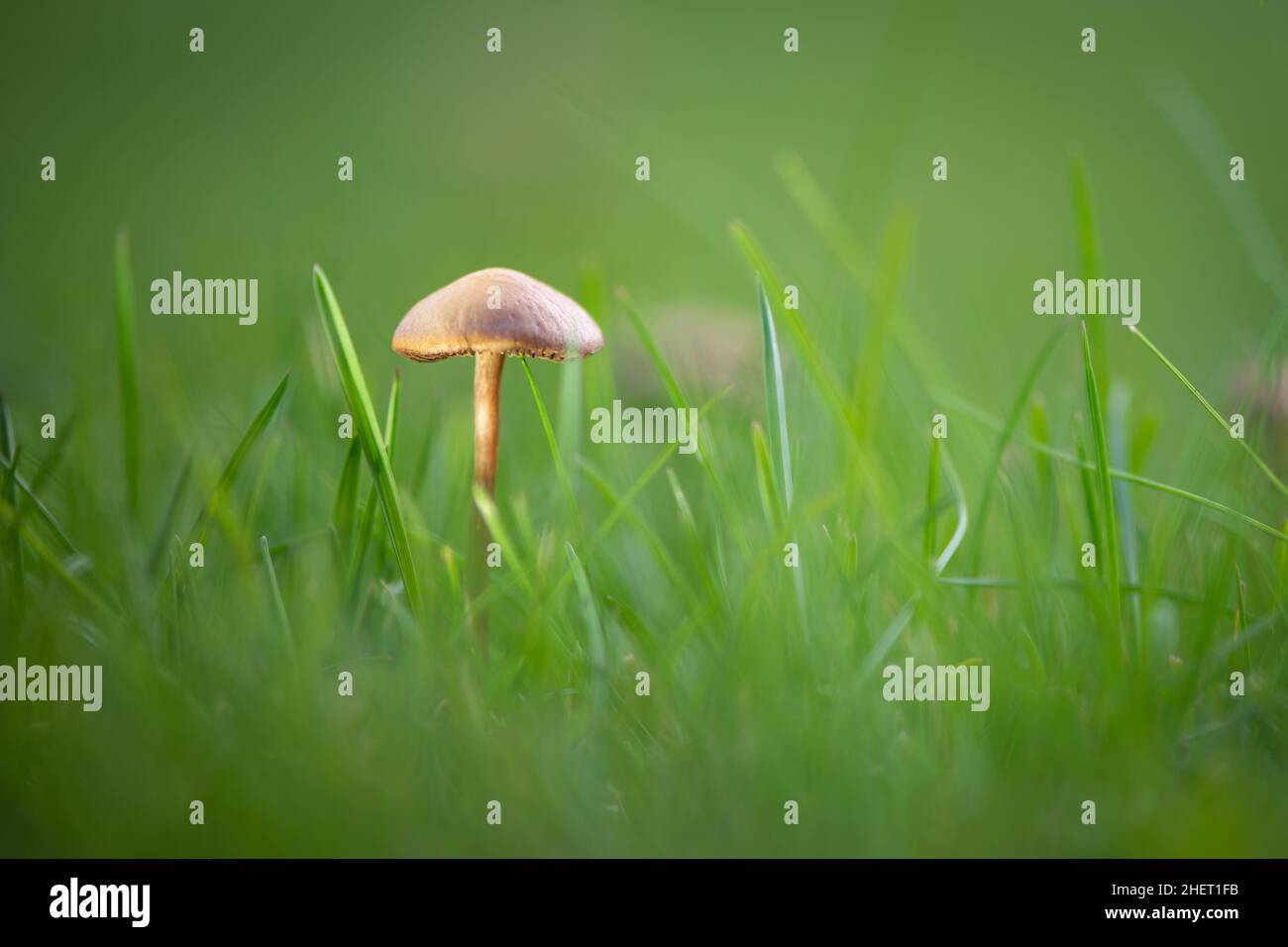 single marasmius oreades mushroom in soft light at green garden Stock Photo
