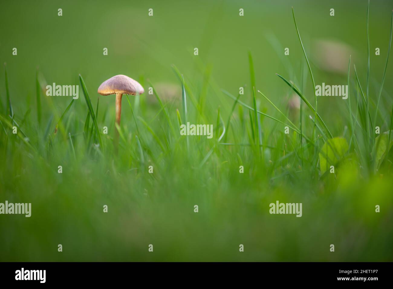 macro of marasmius oreades mushroom with soft light in green grass Stock Photo