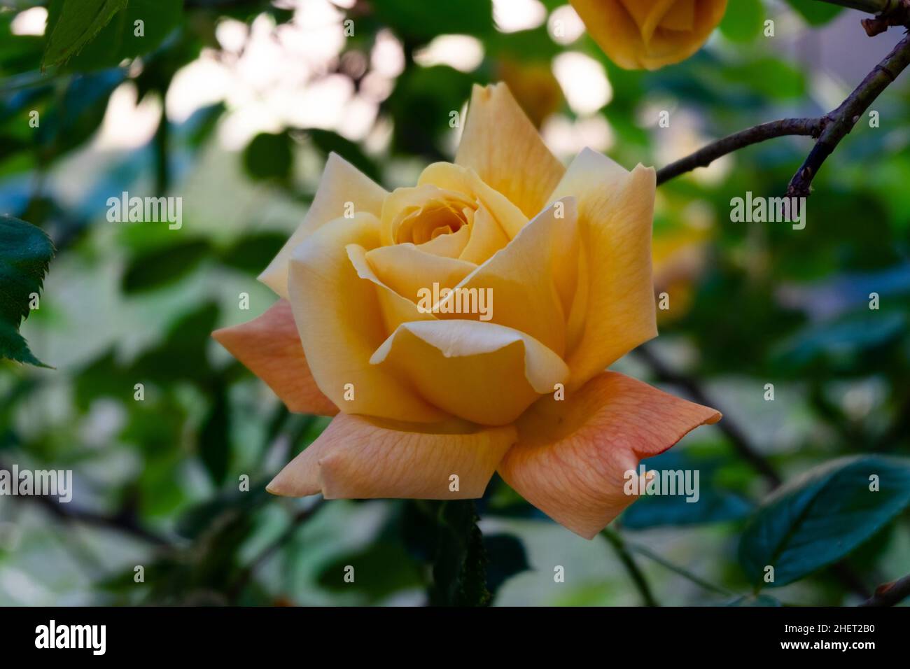 close-up of a rare and very fragrant old rose in my garden Stock Photo ...