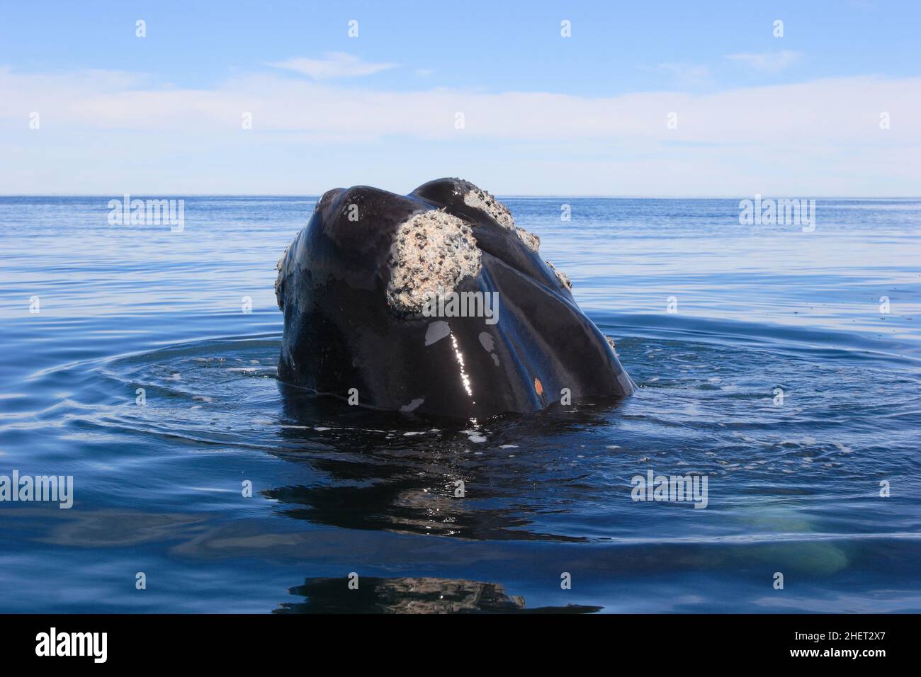 Barnacle whale tail hi-res stock photography and images - Alamy