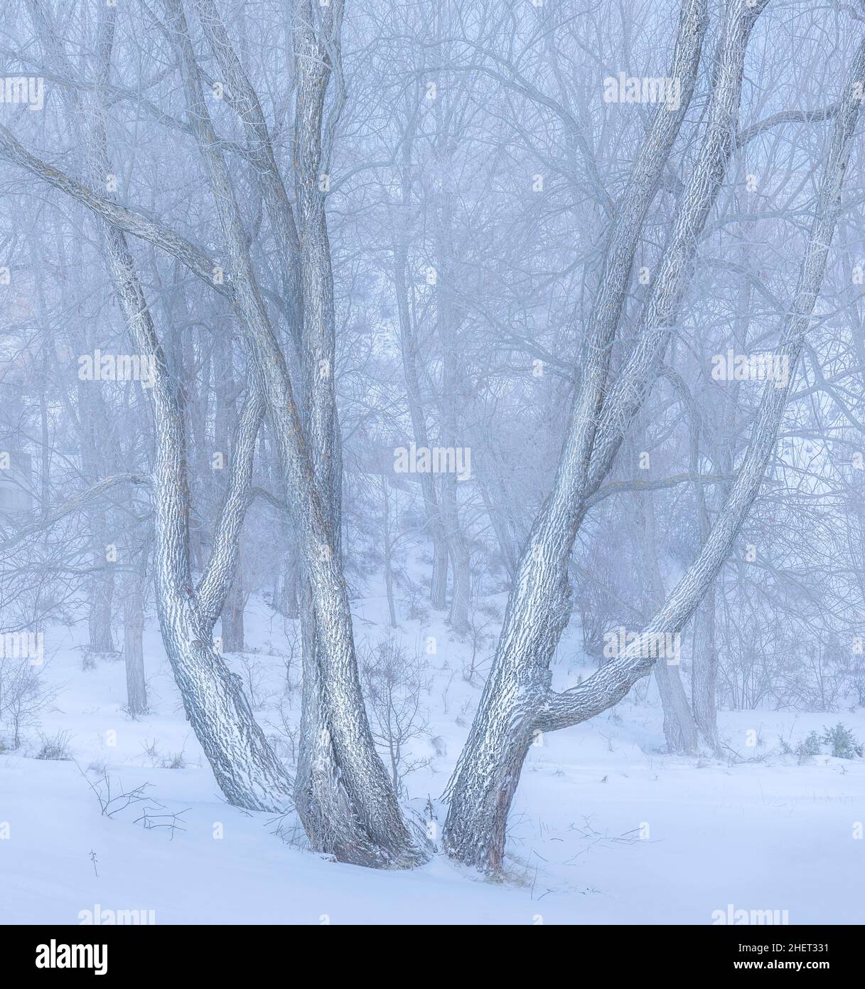 High Key Image of Snow spotted trees in Winter Stock Photo