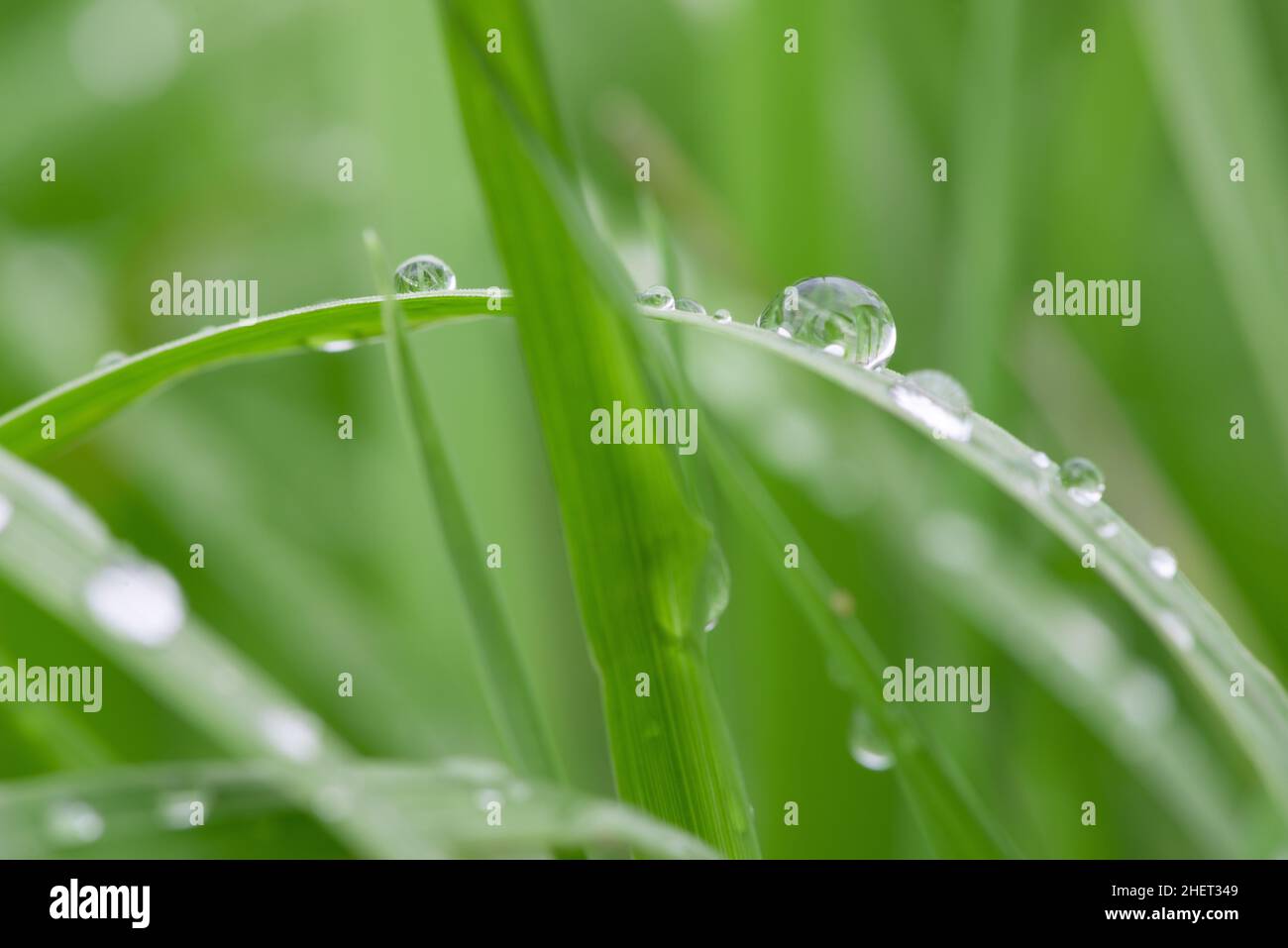 macro of water drops on green grass Stock Photo - Alamy