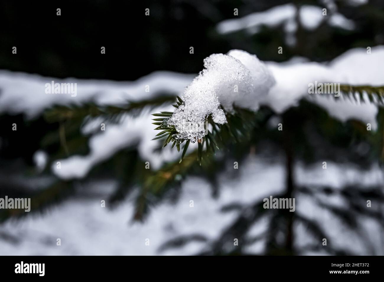 Fir tree branch closeup. Spruce twig with green needles covered with ...