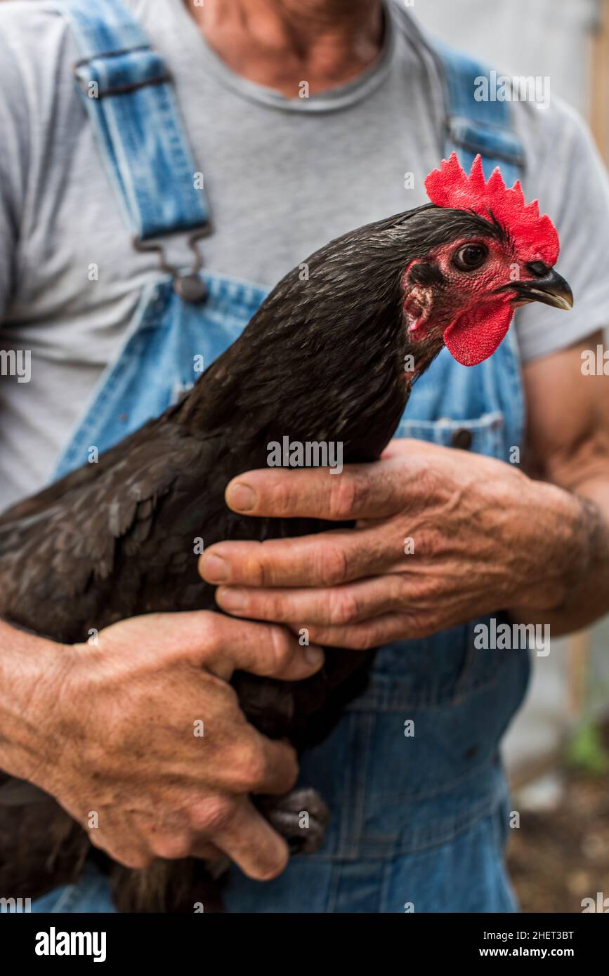 Urban farmer holding a Rhode island Red chicken Stock Photo Alamy