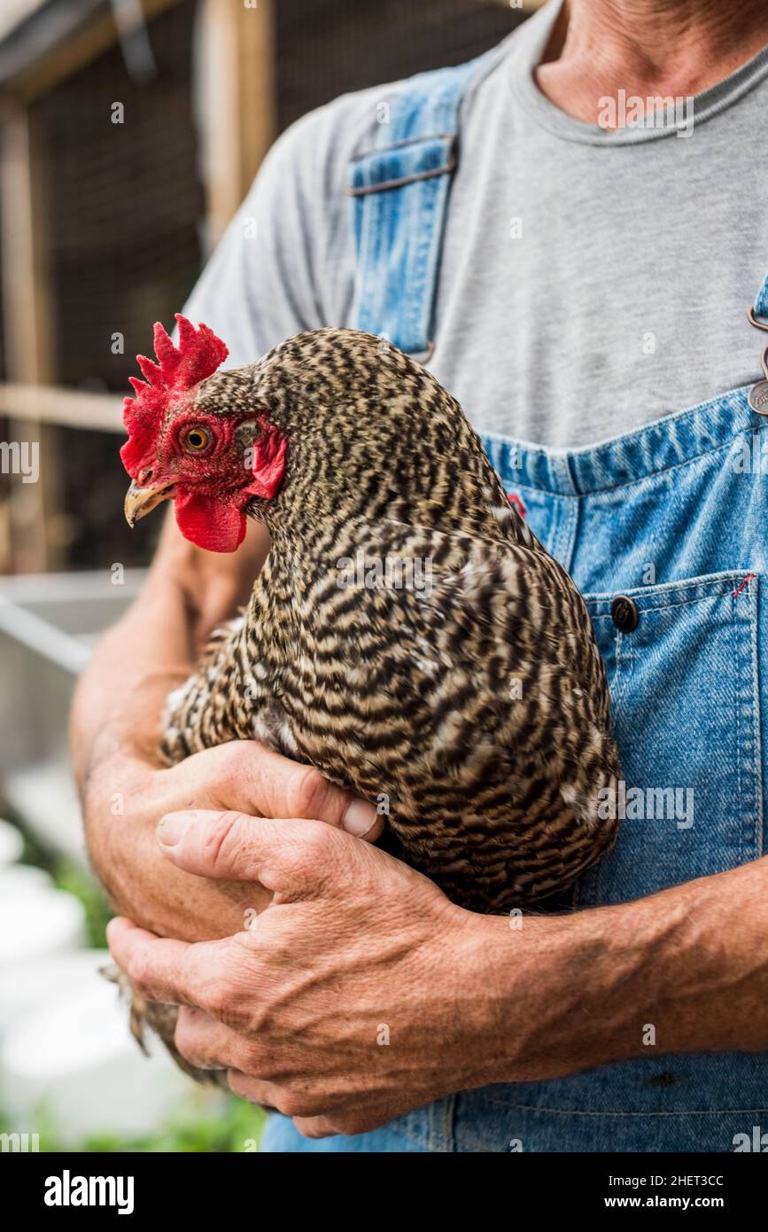 Urban farmer holding a Plymouth Rock chicken Stock Photo Alamy