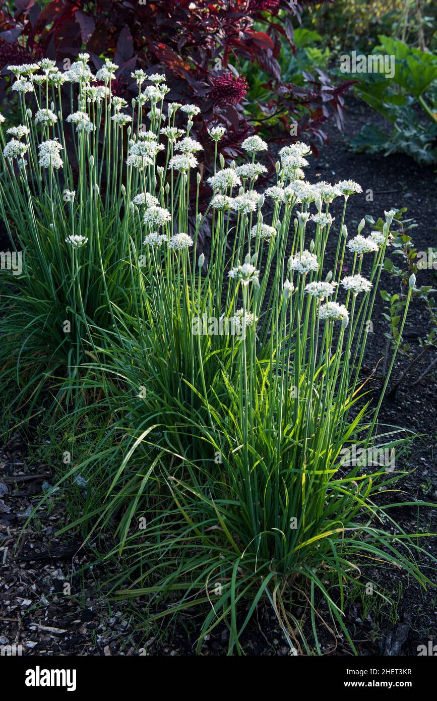 Flowering garlic chives, Allium tuberosum Stock Photo