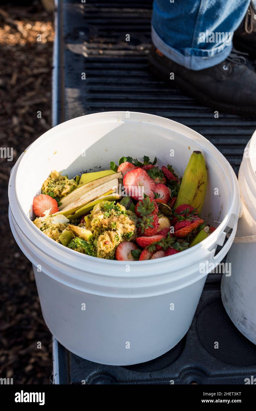 Food waste from local restaurants being repurposed as chicken feed for an urban farm Stock Photo