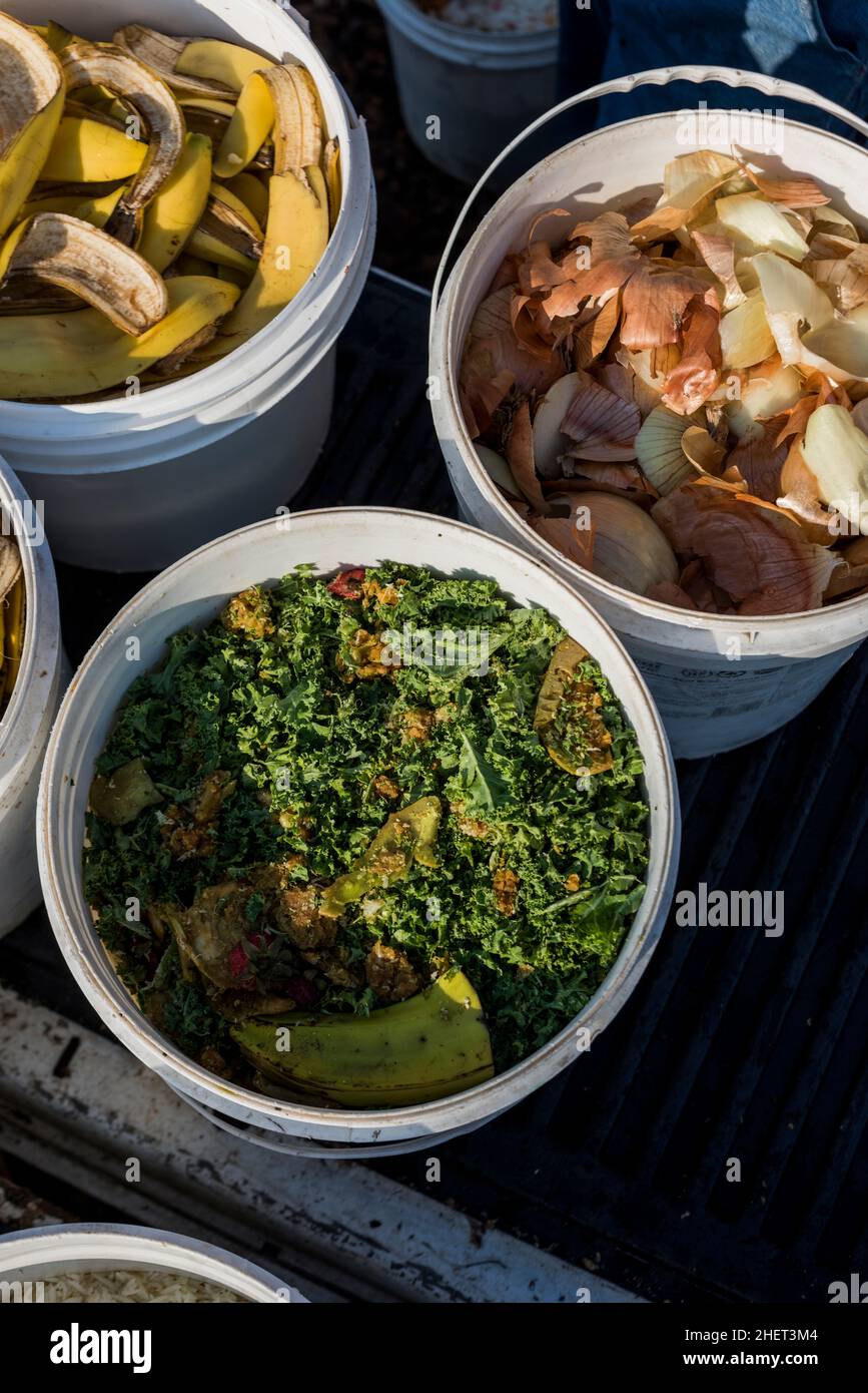 Food waste from local restaurants being repurposed as chicken feed for an urban farm. Stock Photo