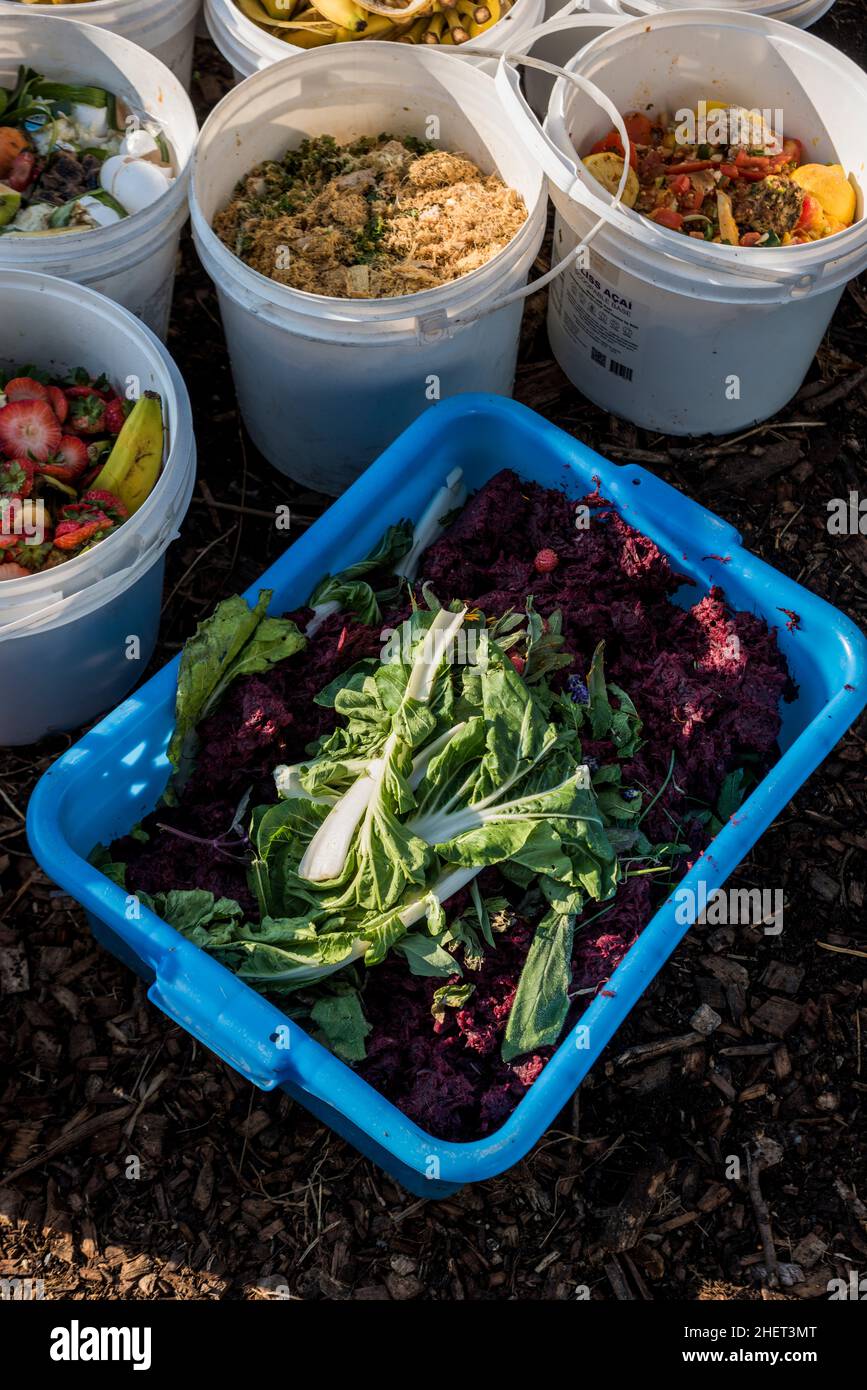 Food waste from local restaurants being repurposed as chicken feed for an urban farm. Stock Photo