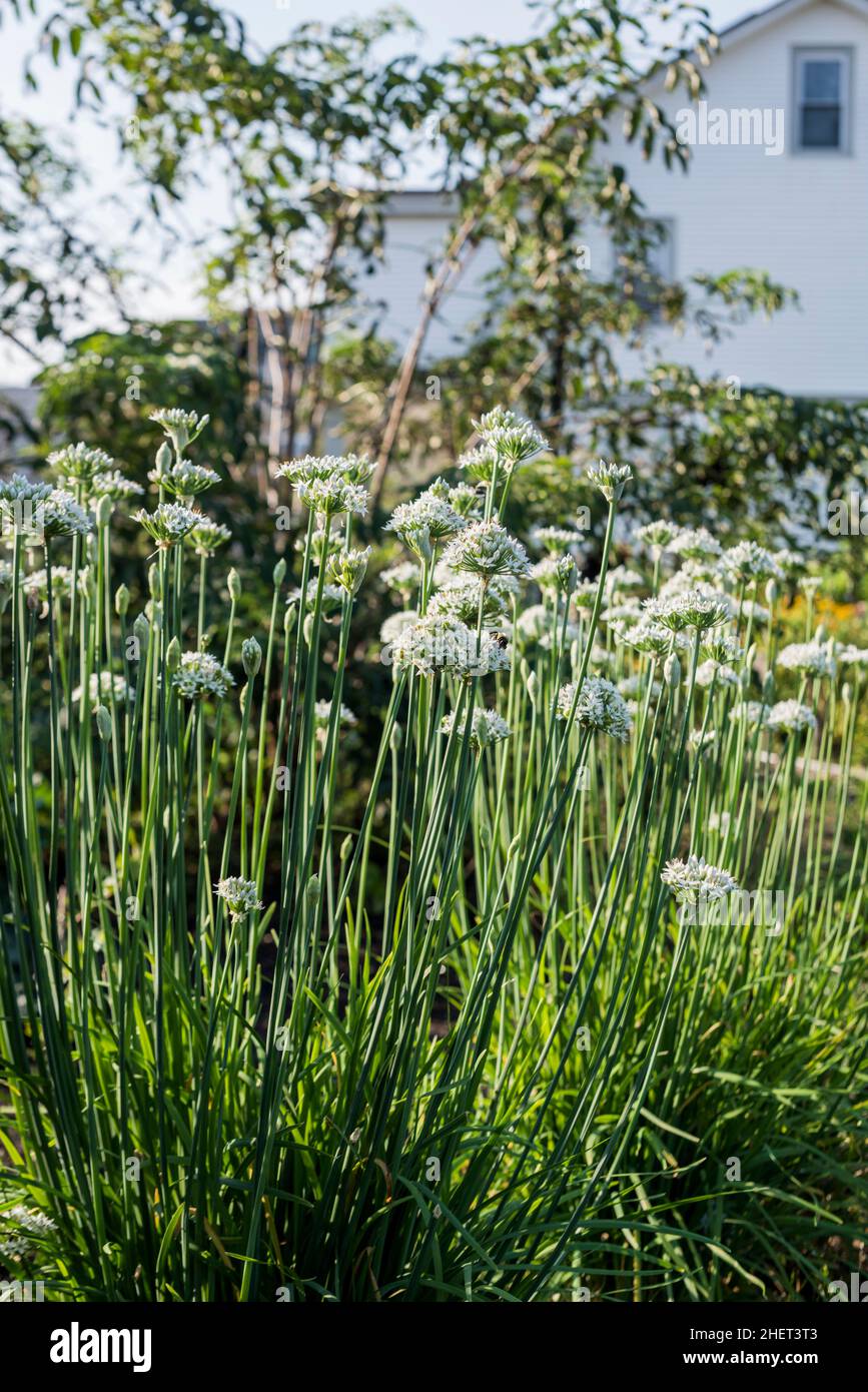 Garlic chives growing in an urban garden Stock Photo