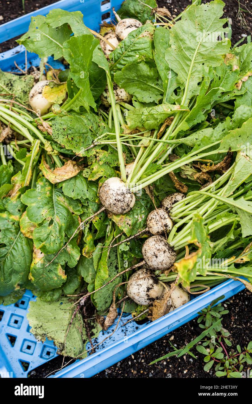 Harvested Hakurei Turnips on an urban farm Stock Photo Alamy