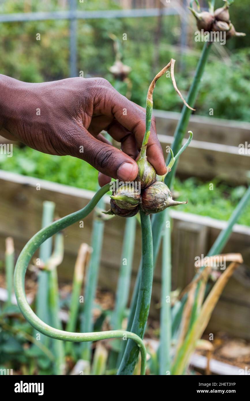 Egyptian Walking Onions growing in raised bed garden Stock Photo