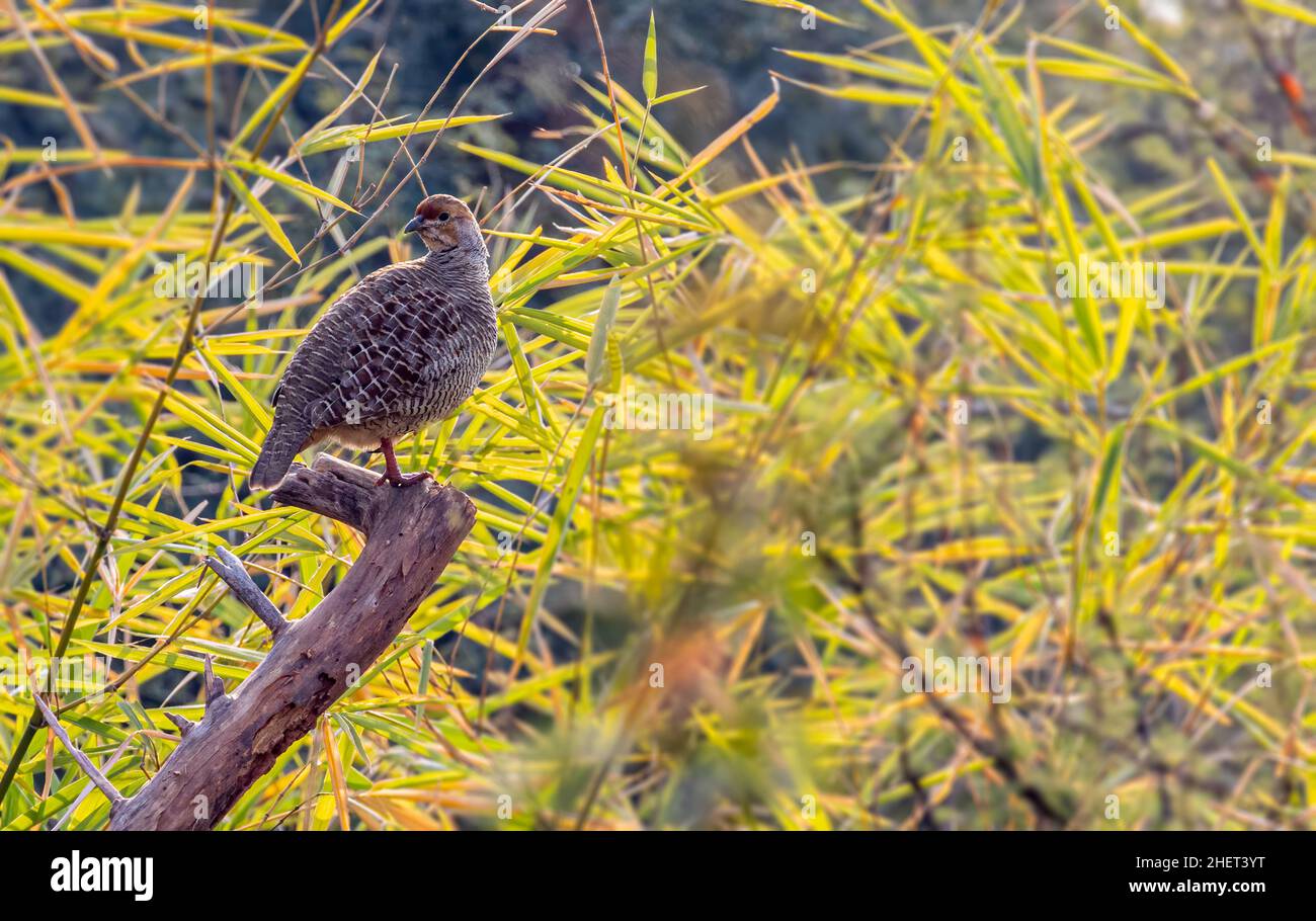 A Grey Francolin on a tree and perching Stock Photo