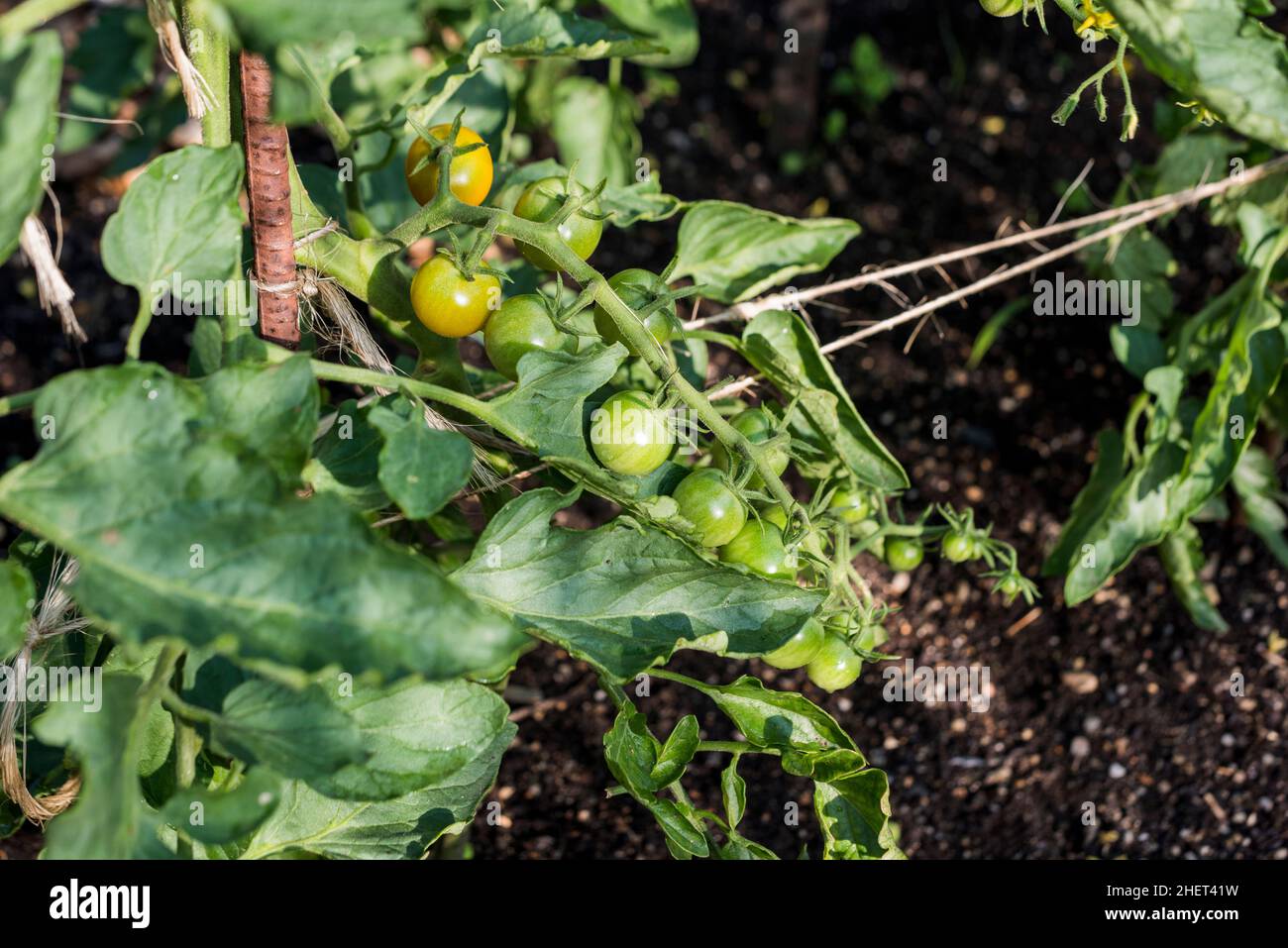 Cherry tomatoes growing on urban farm Stock Photo - Alamy