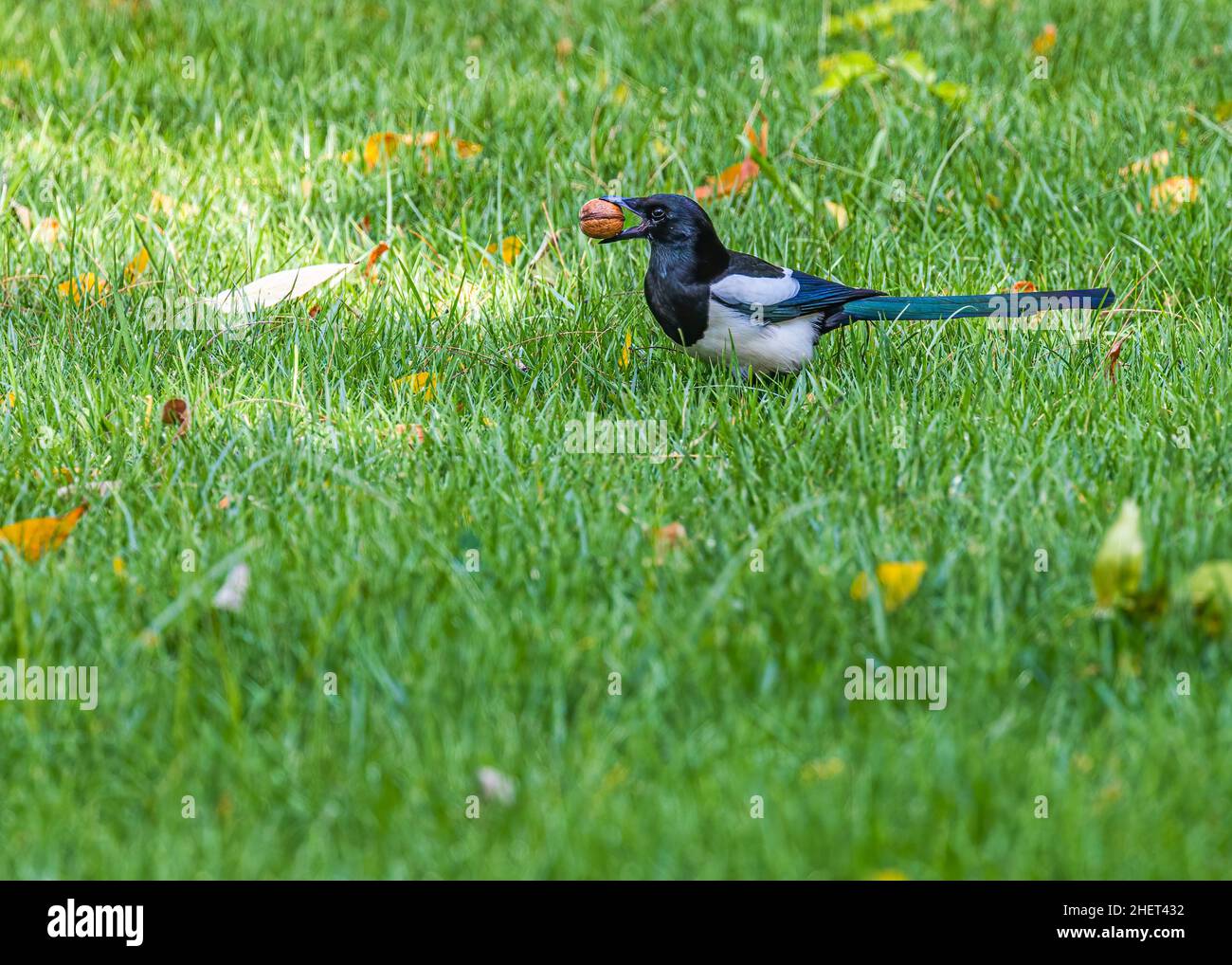 A Magpie with a Walnut in a Garden Stock Photo