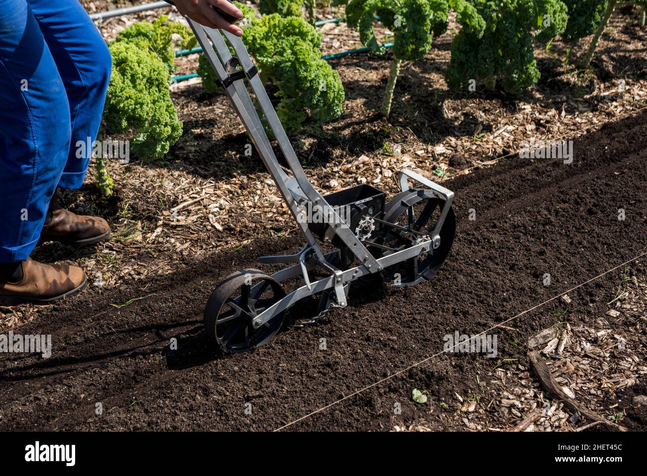 Urban farmer using a precision garden seeder Stock Photo