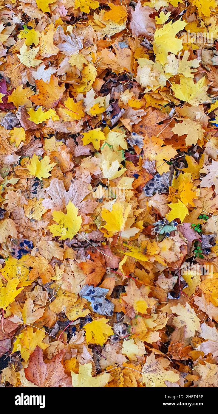 colorful fall leaves of a maple tree Stock Photo