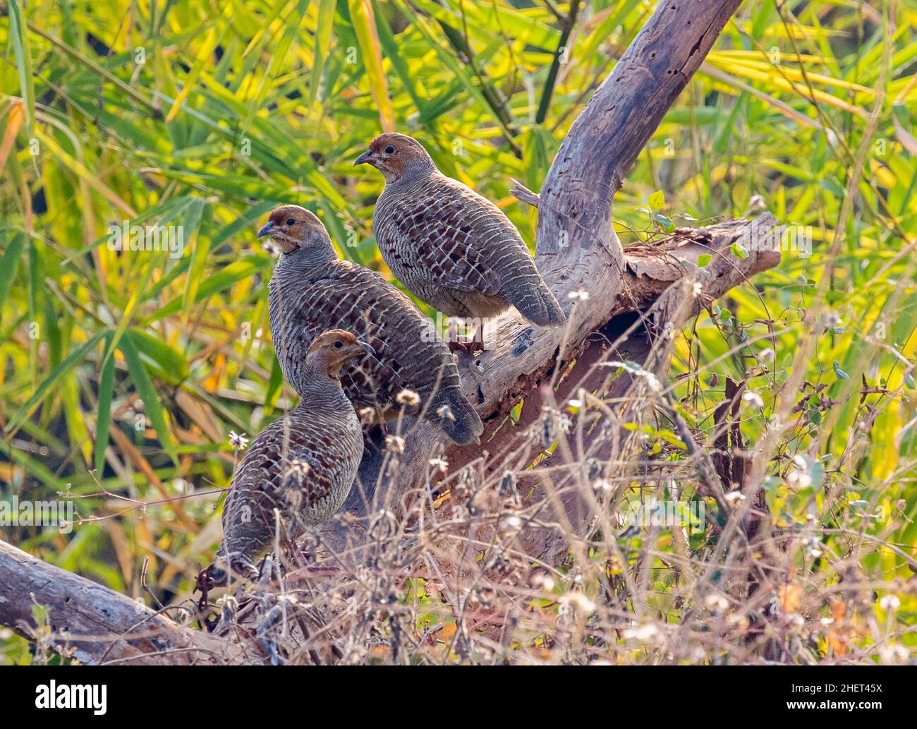 A Triplet of Grey Francolin in a forest Stock Photo