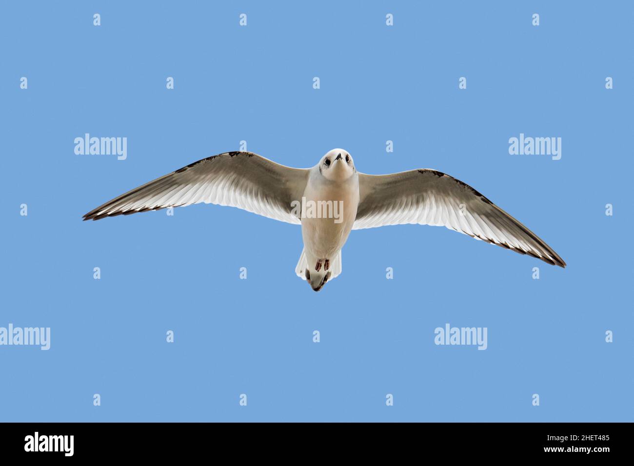 Ross's gull (Rhodostethia rosea / Hydrocoloeus roseus) flying in non-breeding plumage, native to northernmost North America and northeast Siberia Stock Photo