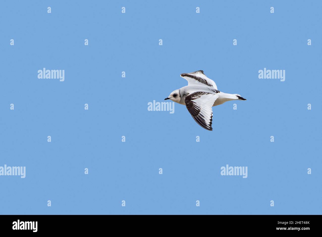 Ross's gull (Rhodostethia rosea / Hydrocoloeus roseus) flying in non-breeding plumage, native to northernmost North America and northeast Siberia Stock Photo