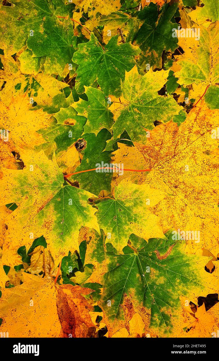 colorful fall leaves of a maple tree Stock Photo
