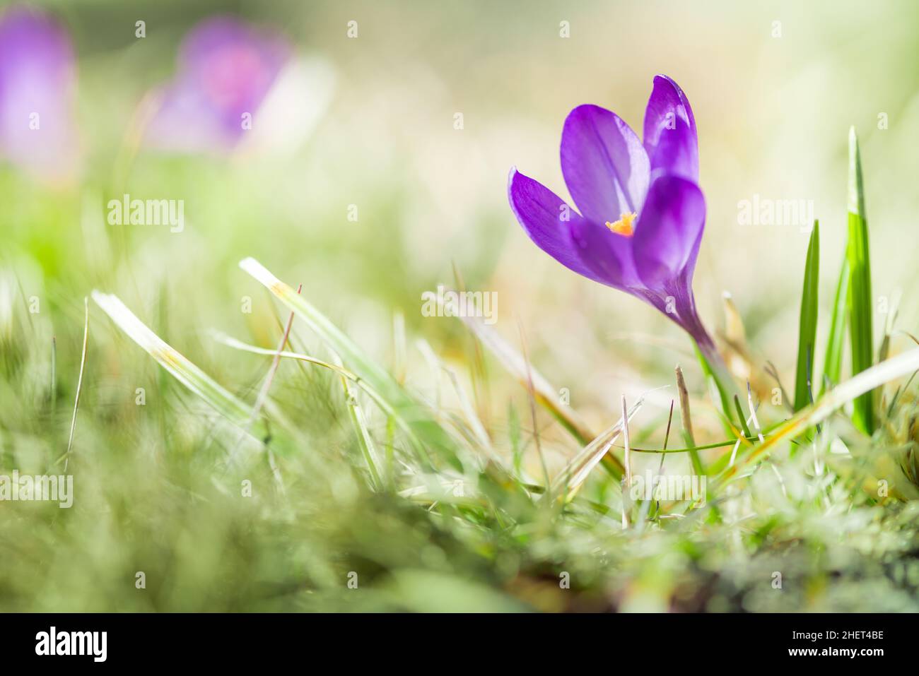 Green grass purple flower hi-res stock photography and images - Alamy
