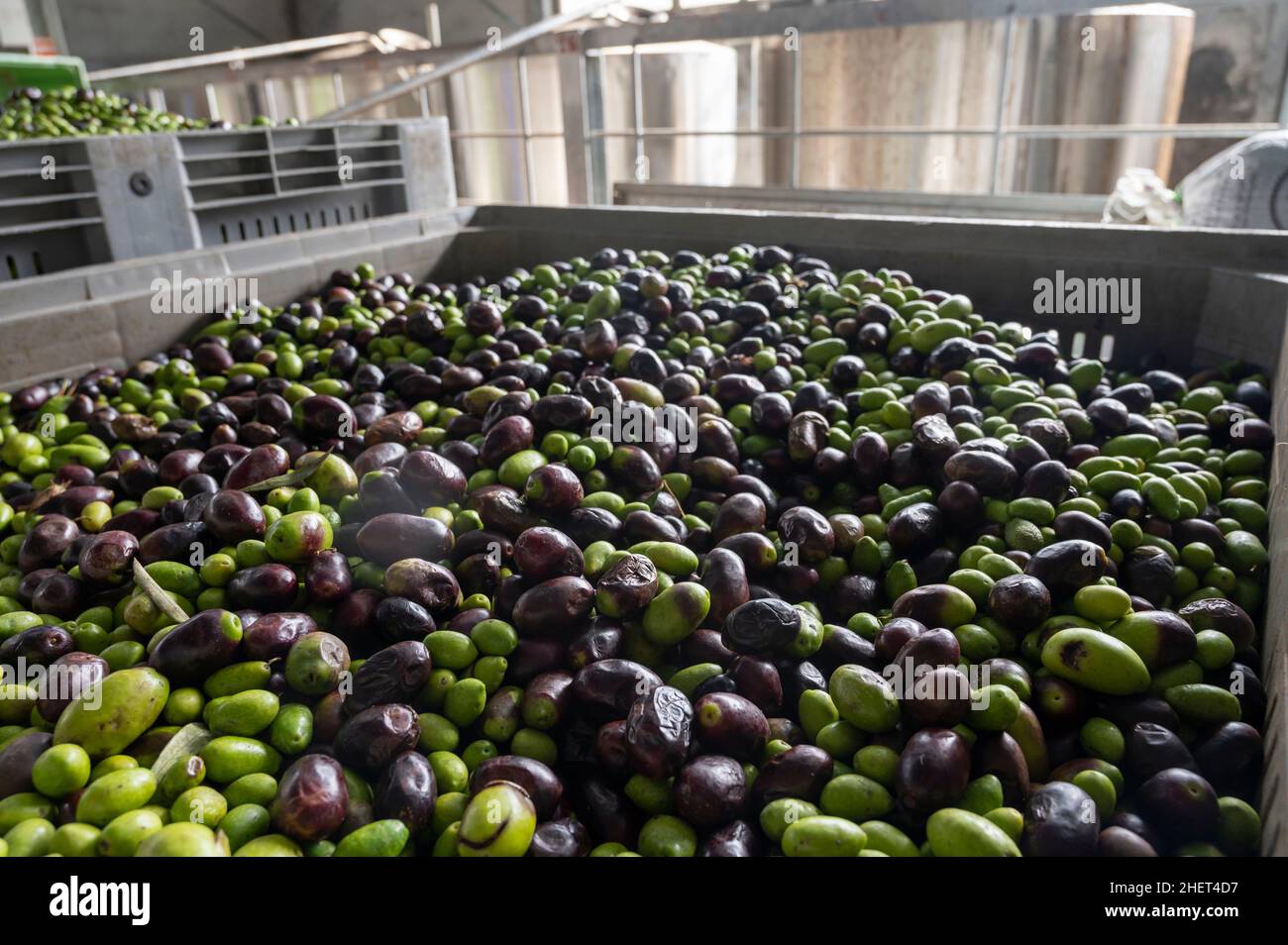 Fresh ripe black and green olives in boxes ready for extraction and cold pressing on organic olive oil farm in small mountain village Lenola, Lazio, I Stock Photo