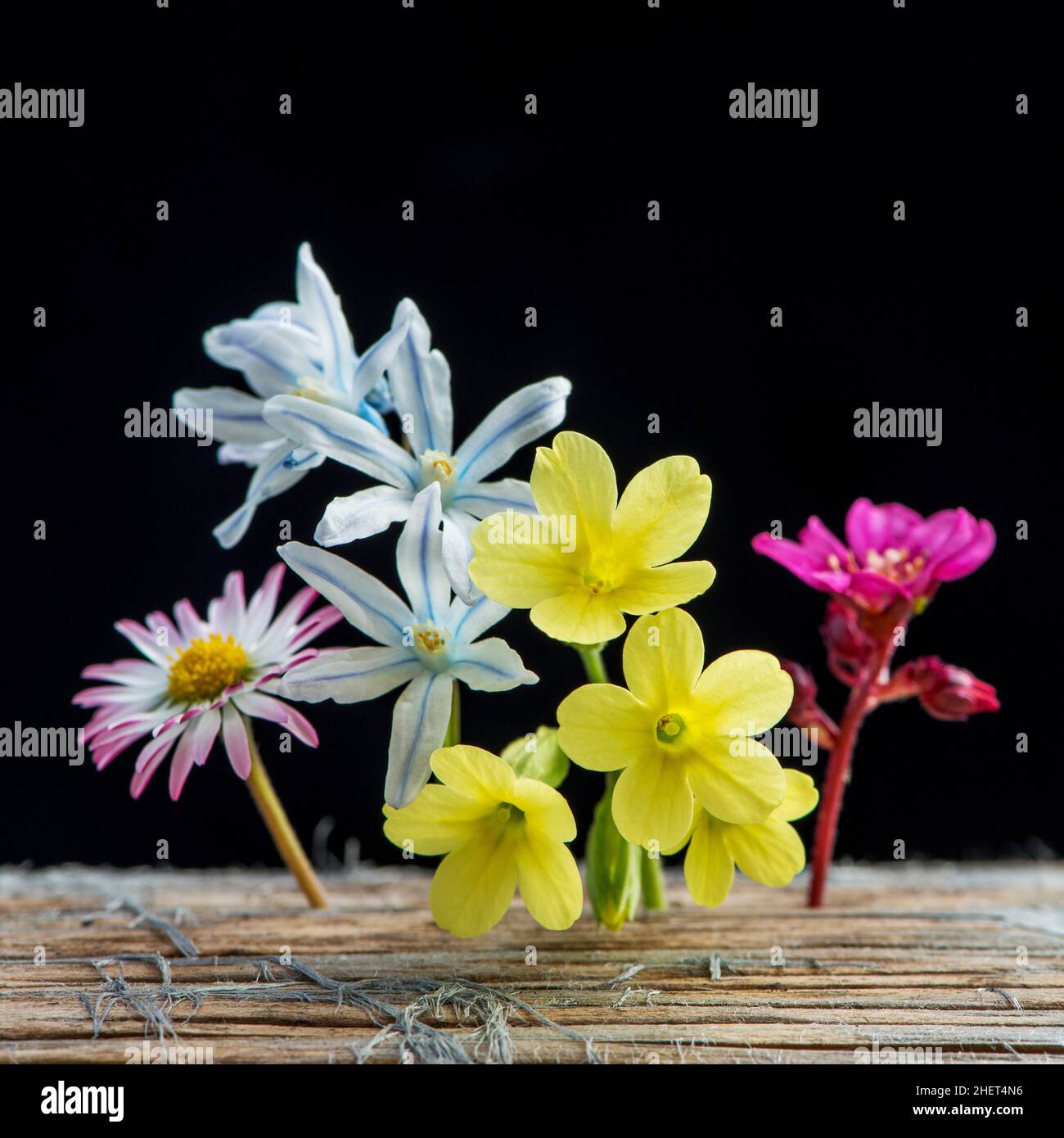 several spring garden flowers on wood and black background Stock Photo
