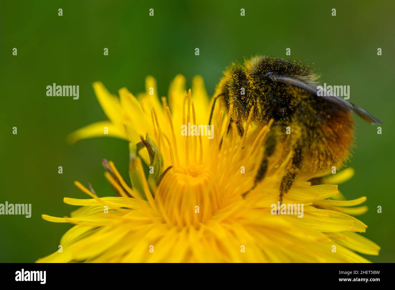 bumble bee collecting pollen on yellow dandelion flower Stock Photo