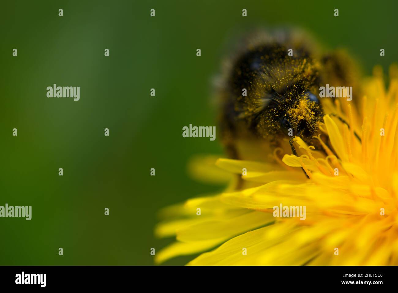 hairy bumblebee with pollen on common dandelion flower Stock Photo