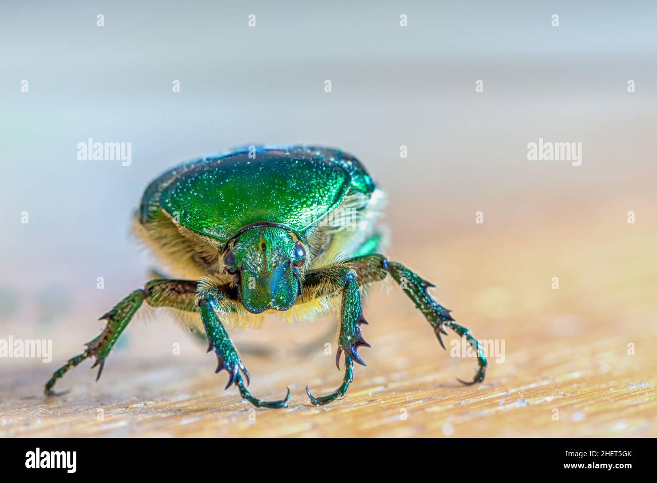 head of green insect Chlorocola africana smaragd bug Stock Photo