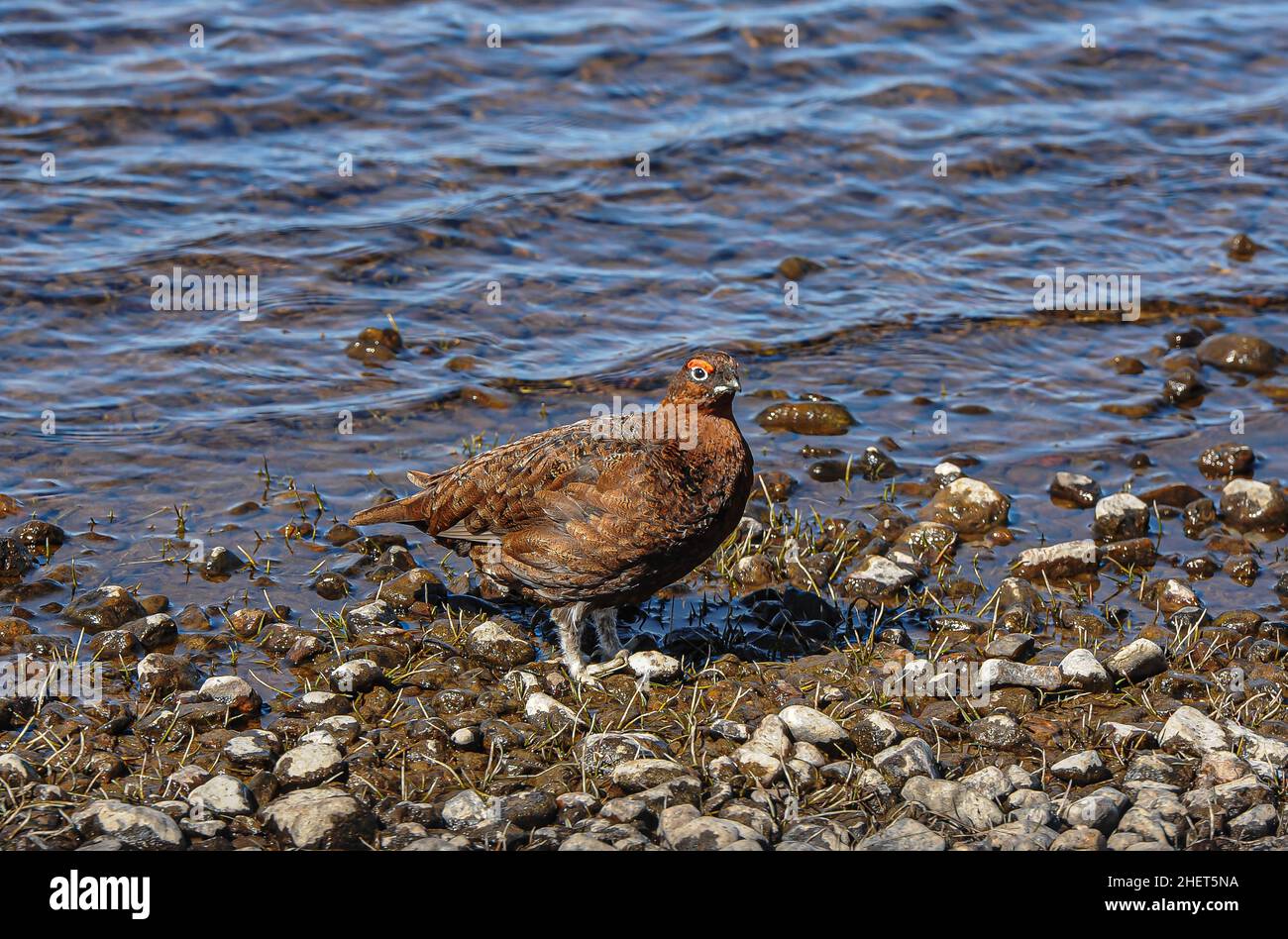 Red grouse down to drink from a aHighland loch during a hot spell of weather. Stock Photo
