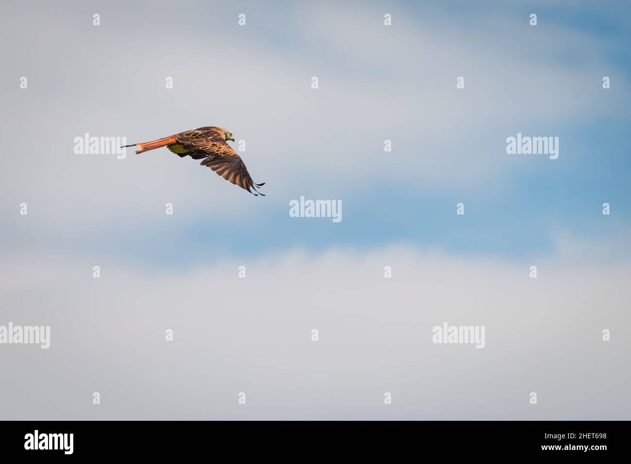 side view of red kite bird flying with blue cloudy sky Stock Photo
