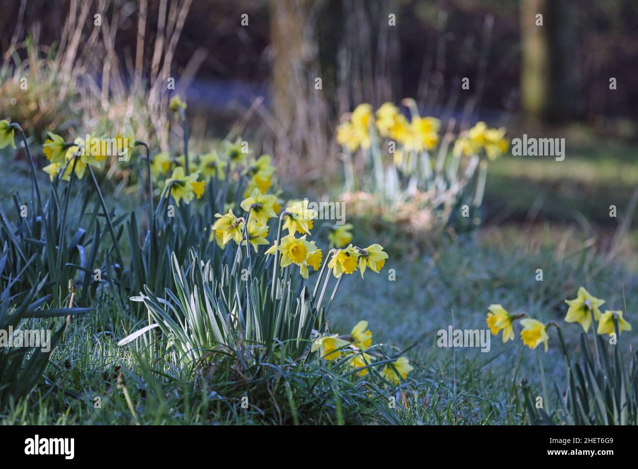 Bright yellow daffodils offer and touch of colour in January at Devonport Park, Plymouth Stock Photo