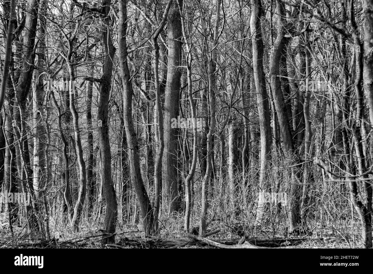 detail of forest in Vienna, the Wienerwald forest Stock Photo