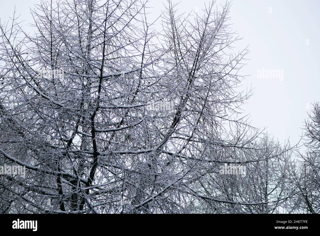 Winter, tree larch branch under snow, graphic silhouette crown horizontally. Larix decidua. Pinaceae family. Stock Photo