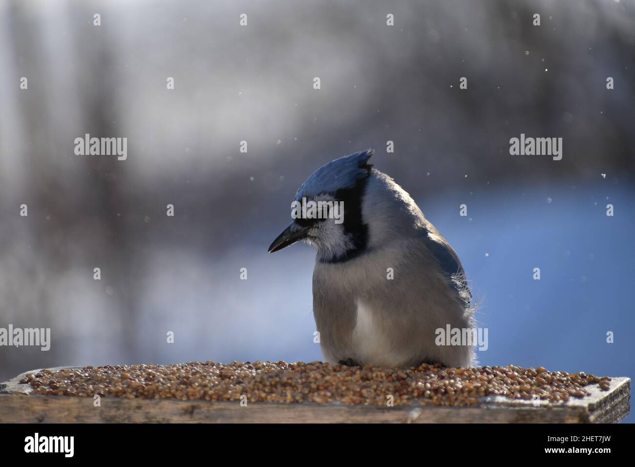 A blue jay at the bird feeder Stock Photo