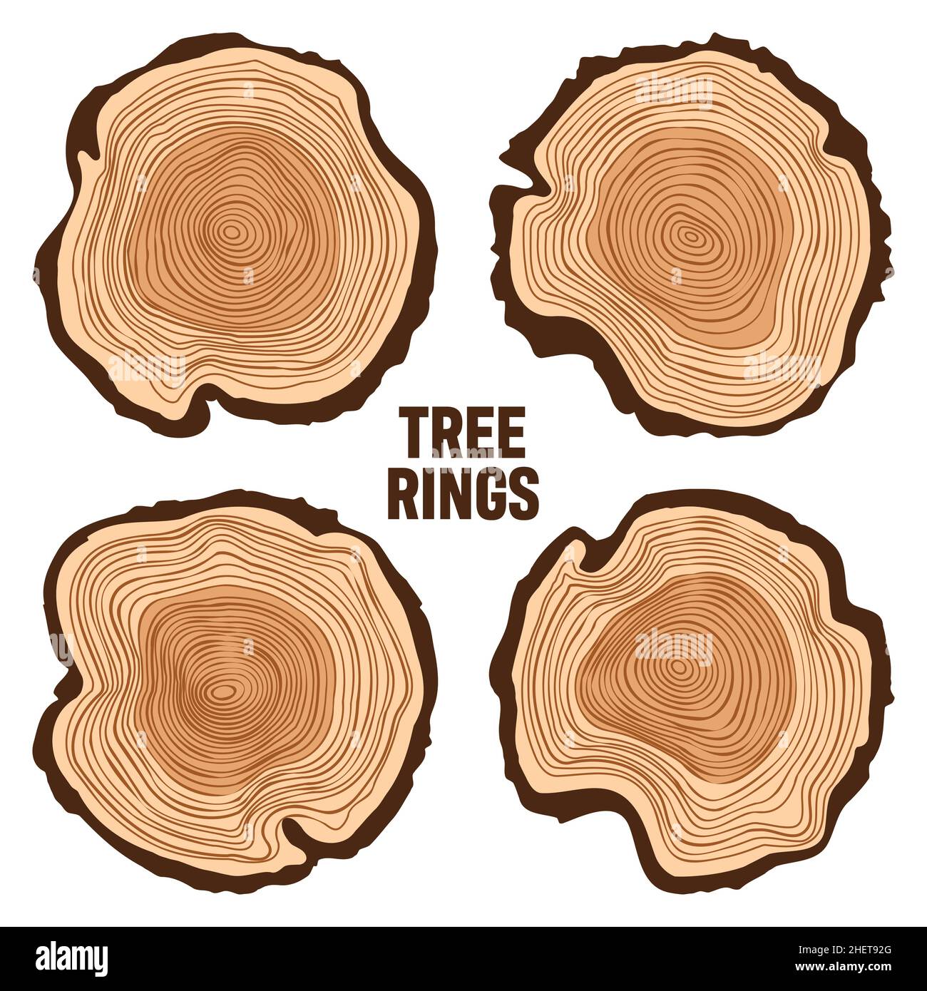 Round Tree Trunk Cuts Sawn Pine Or Oak Slices Lumber Saw Cut Timber Wood Brown Wooden Texture With Tree Rings Hand Drawn Sketch Vector Stock Vector Image Art Alamy
