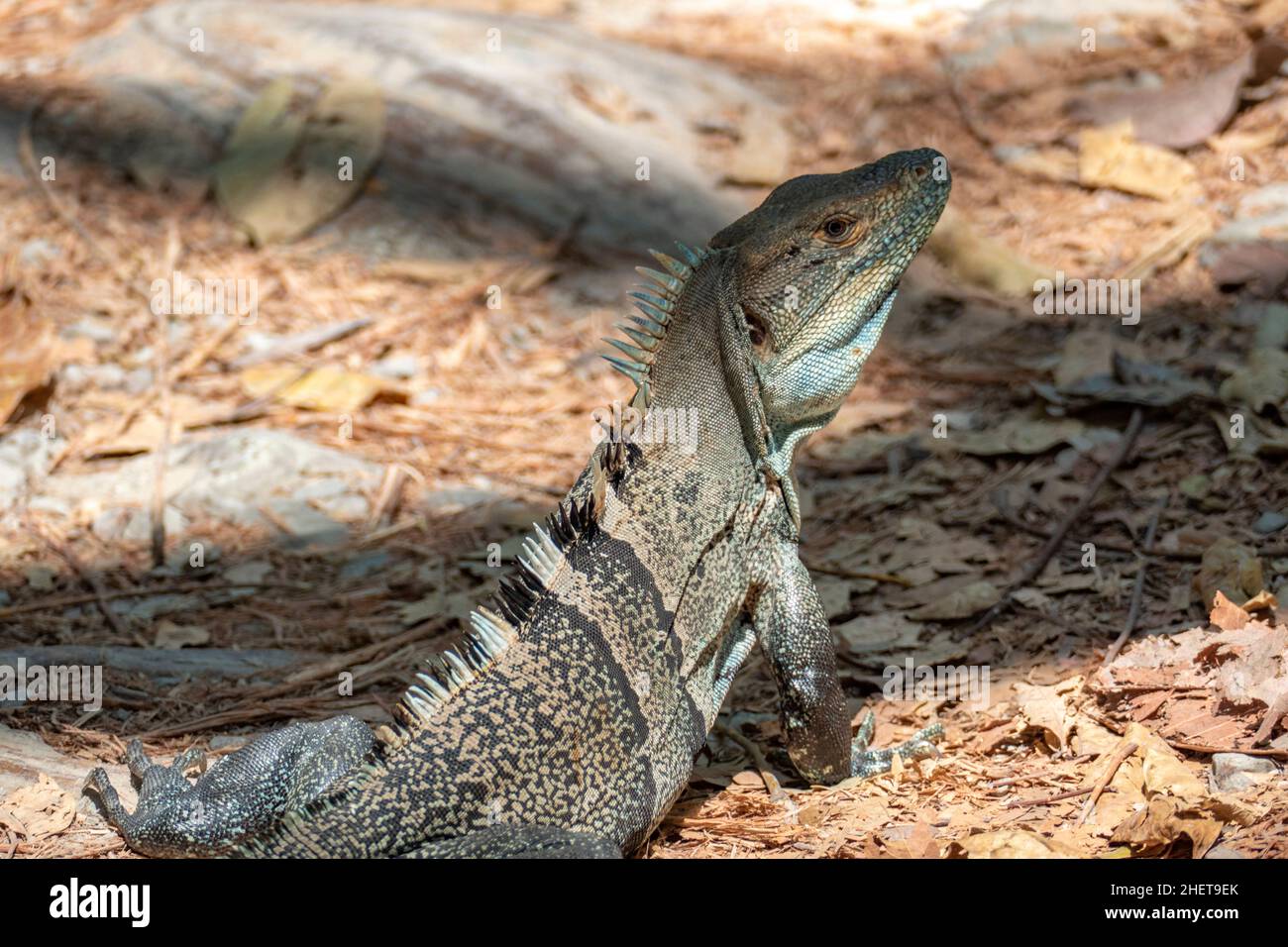 Lizard in Costa Rica in the jungle near Cabuya Stock Photo