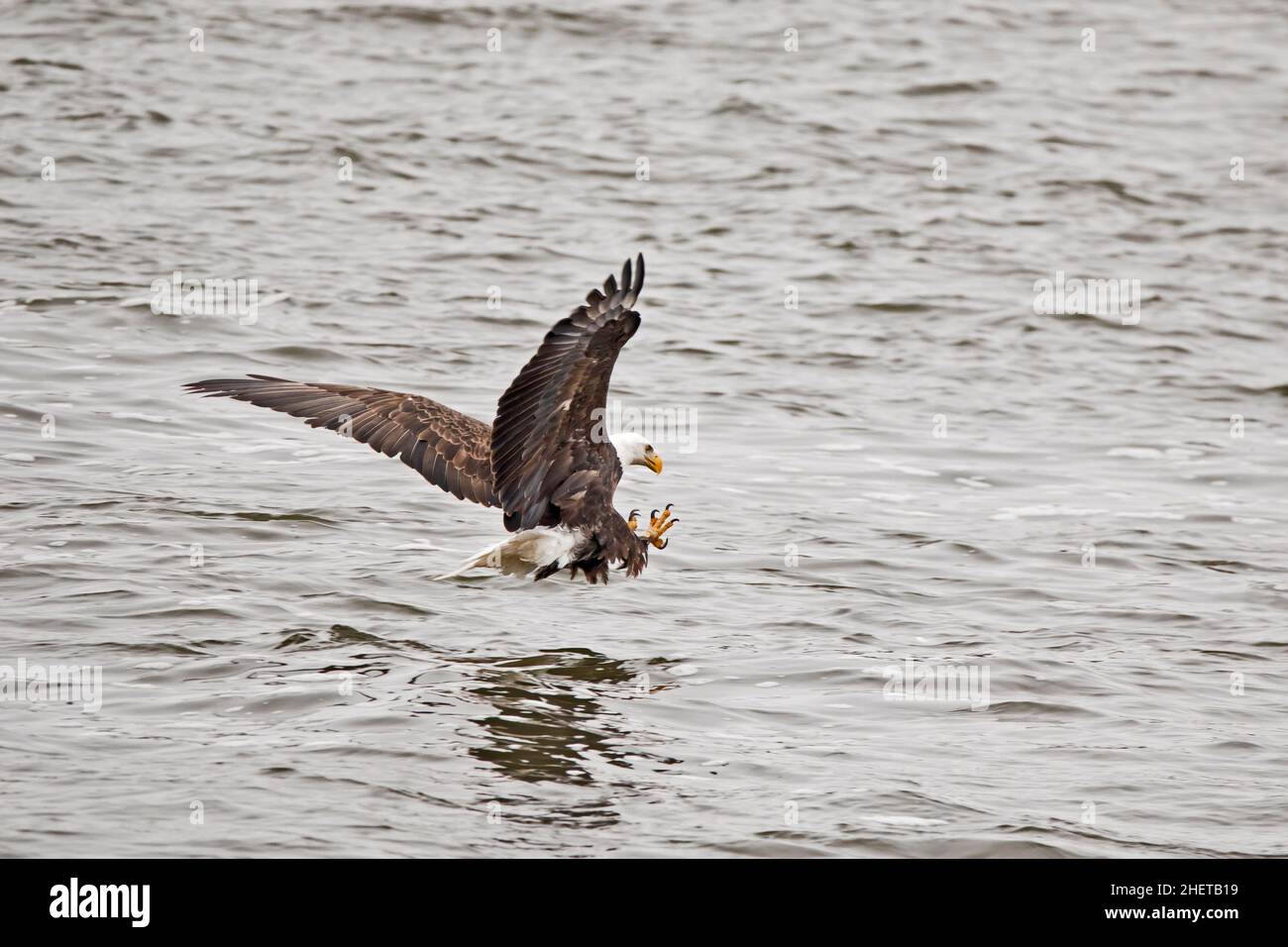 Adult bald eagle hunting over the Mississippi River with wings out and