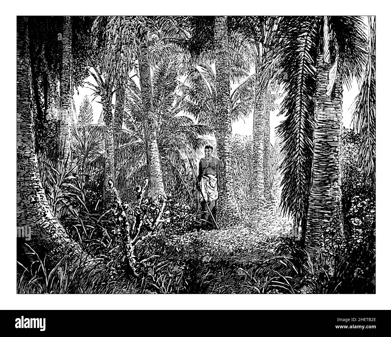 In the bush near Levuka (Ovalau, Fiji) from the anchorage, line illlustration from Central Africa, Japan and Fiji published in 1882 by Hodder & Stough Stock Photo