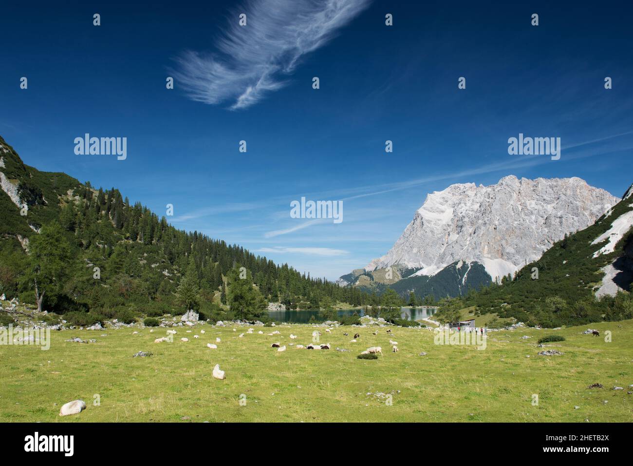 sheeps at mountain meadow with lake seebensee in tyrol Stock Photo