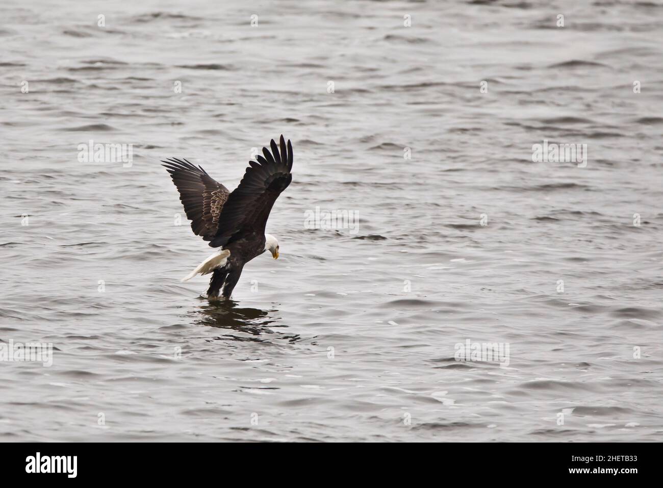 American bald eagle catching a fish in the Mississippi River Stock