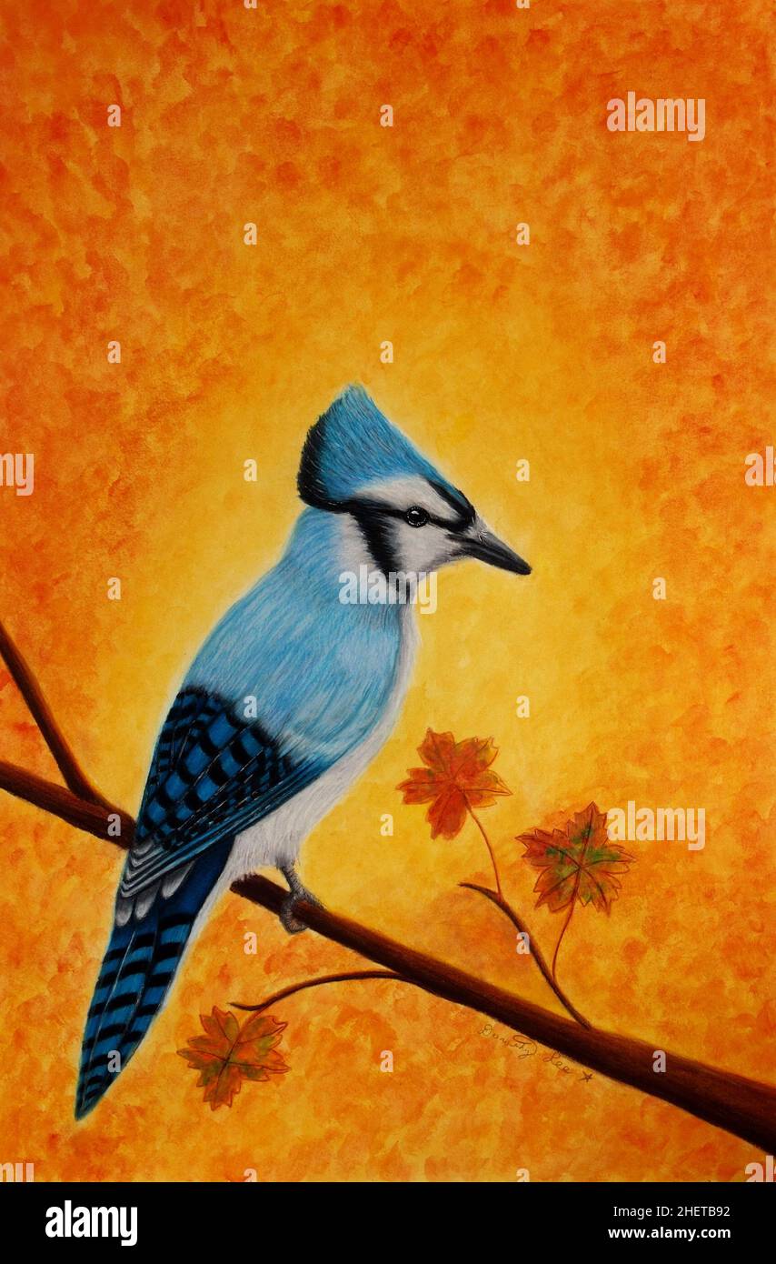Blue Jay In Autumn illustration. Drawing / Painting with mixed media using colored pencil and watercolor. Wildlife bird painting of a bluejay bird. Stock Photo