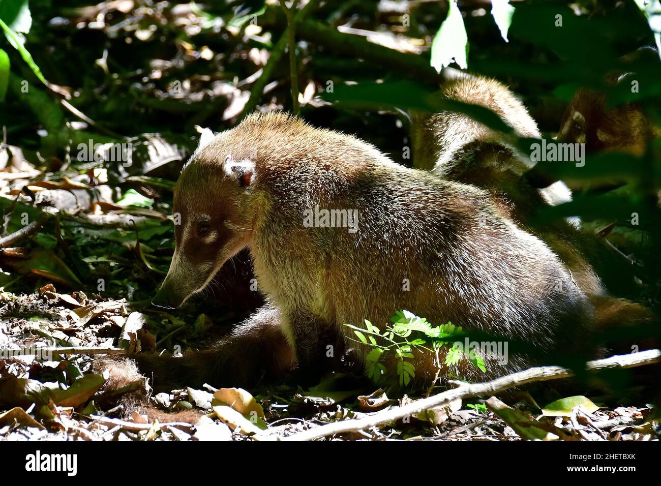 White-nosed coati, Nasua narica, La Venta Museum-Park, pre-Columbian