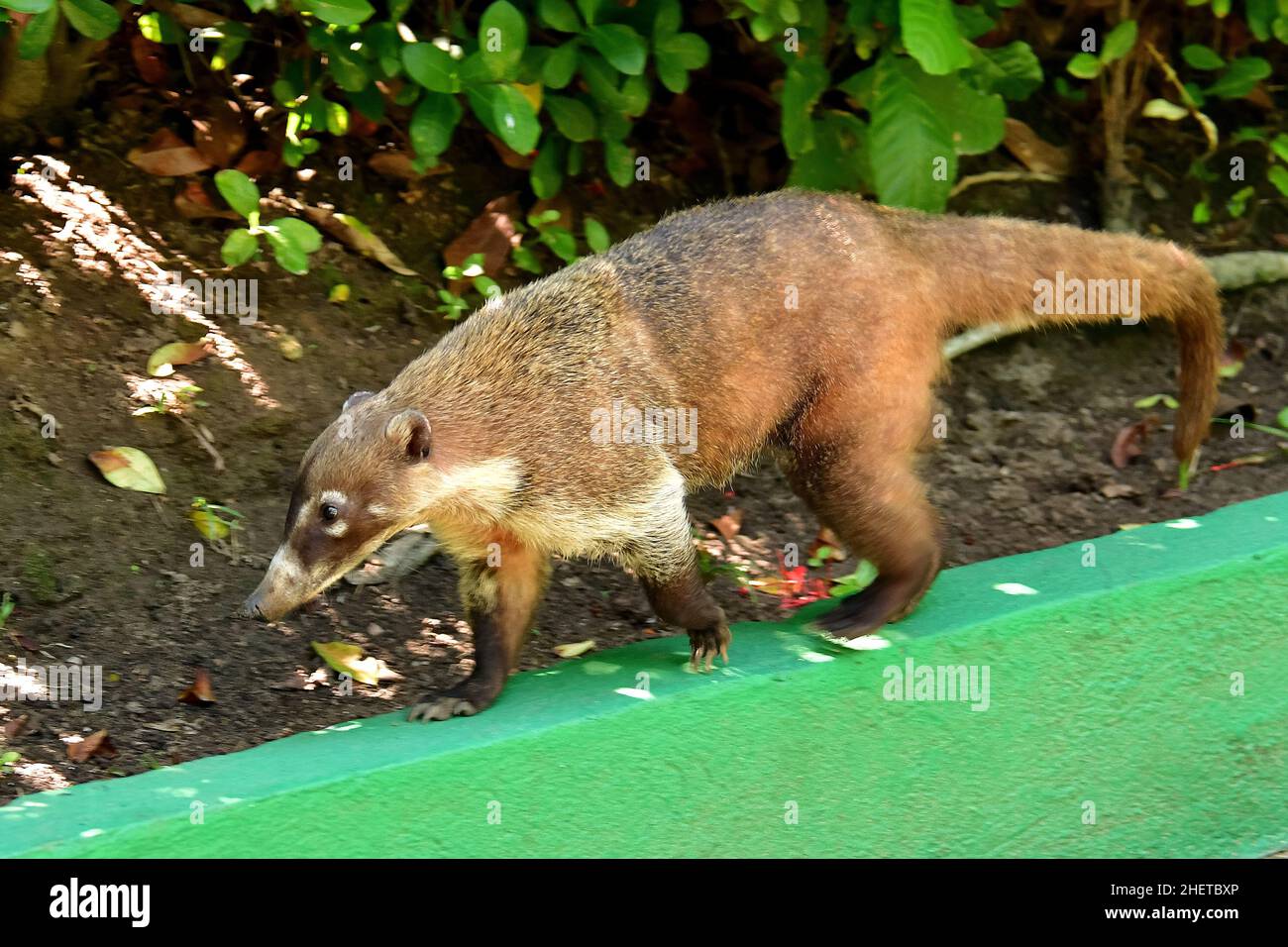 White-nosed coati, Nasua narica, La Venta Museum-Park, pre-Columbian