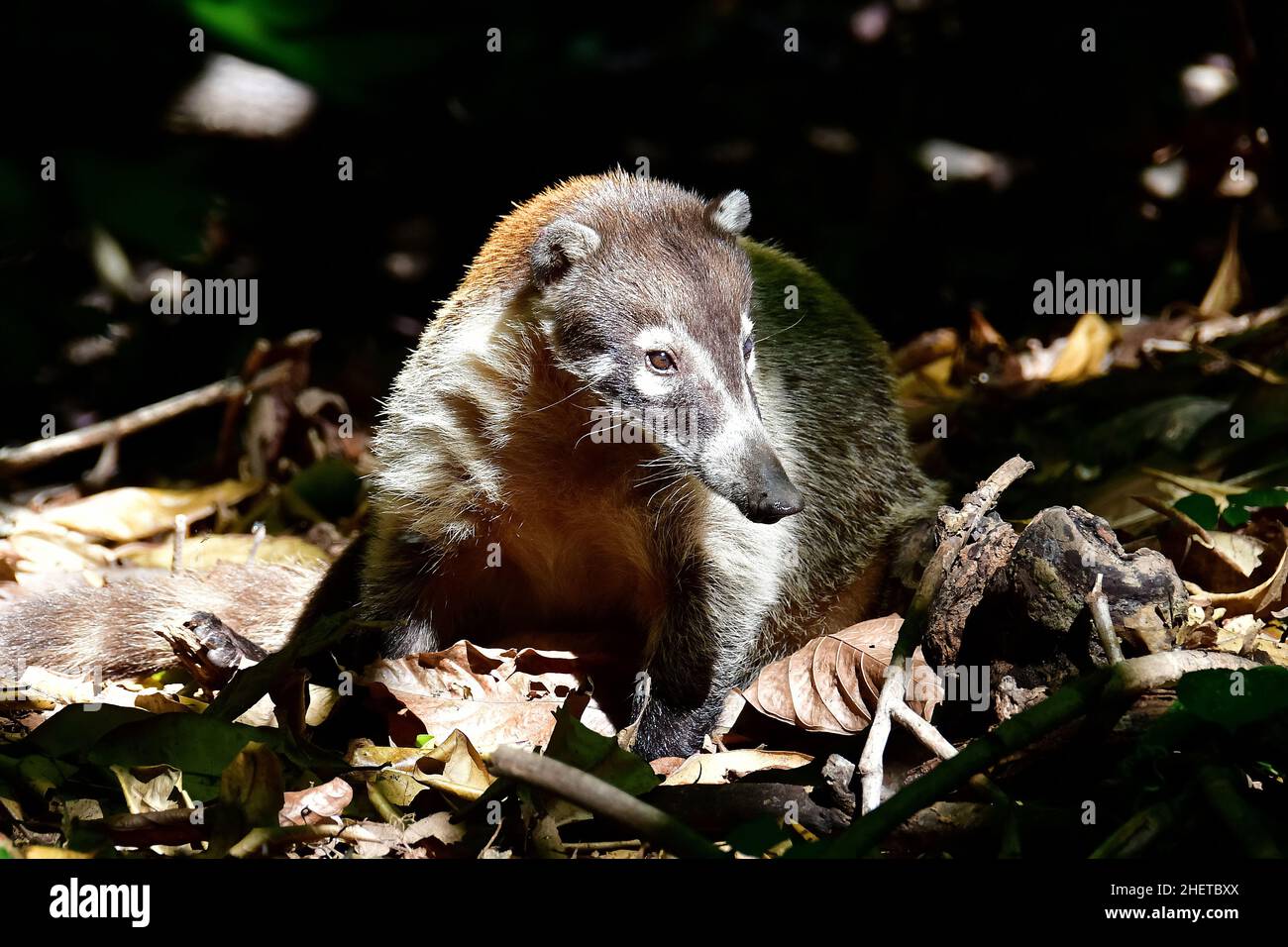 White-nosed coati, Nasua narica, La Venta Museum-Park, pre-Columbian