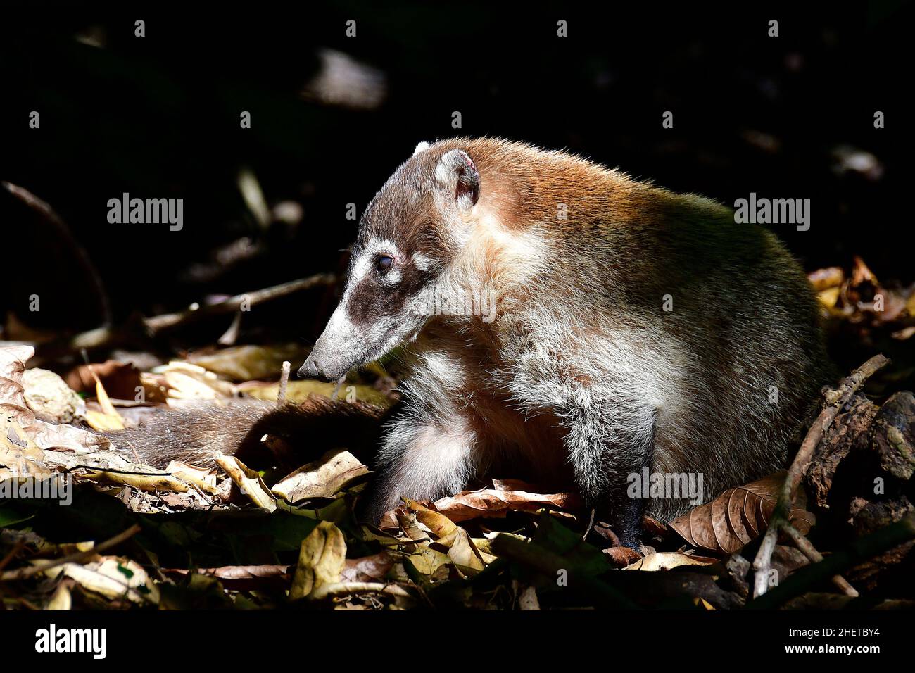 White-nosed coati, Nasua narica, La Venta Museum-Park, pre-Columbian