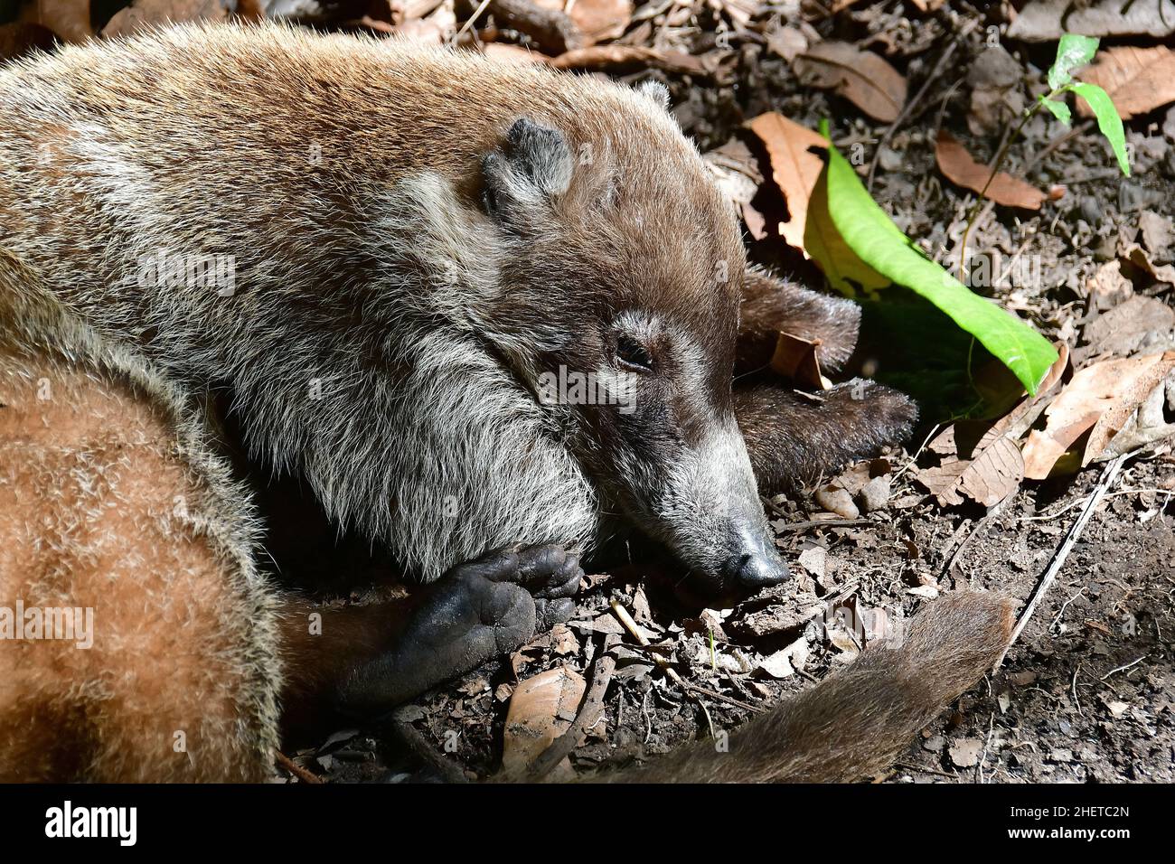 White-nosed coati, Nasua narica, La Venta Museum-Park, pre-Columbian